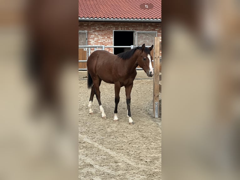 Caballo cuarto de milla Semental 2 años 155 cm Castaño in Alfeld (Leine)