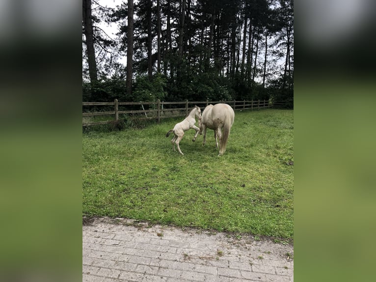 Caballo cuarto de milla Semental 2 años 156 cm Champán in Zoersel