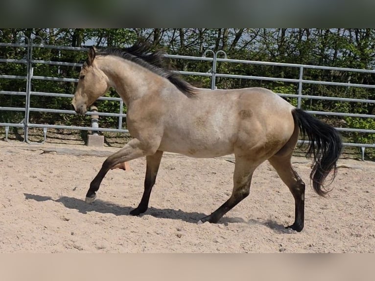 Caballo cuarto de milla Semental 2 años 159 cm Buckskin/Bayo in Langenbach