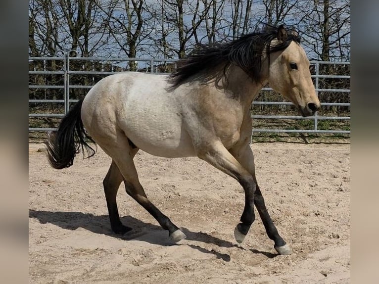 Caballo cuarto de milla Semental 2 años 159 cm Buckskin/Bayo in Langenbach