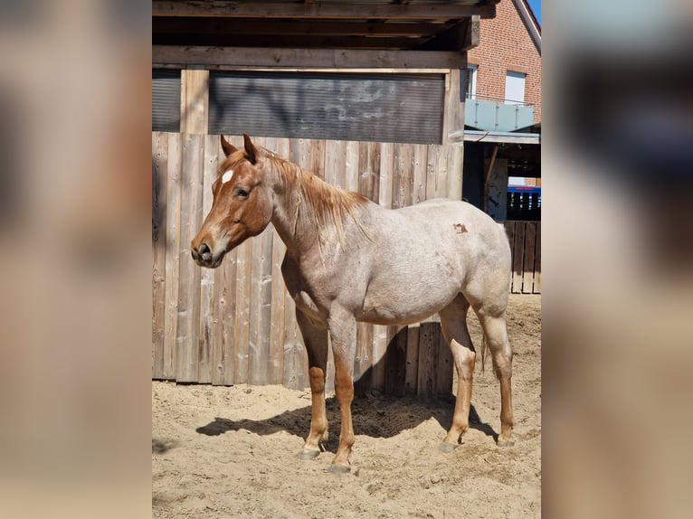 Caballo cuarto de milla Semental 2 años 160 cm Ruano alazán in Winsen (Aller)