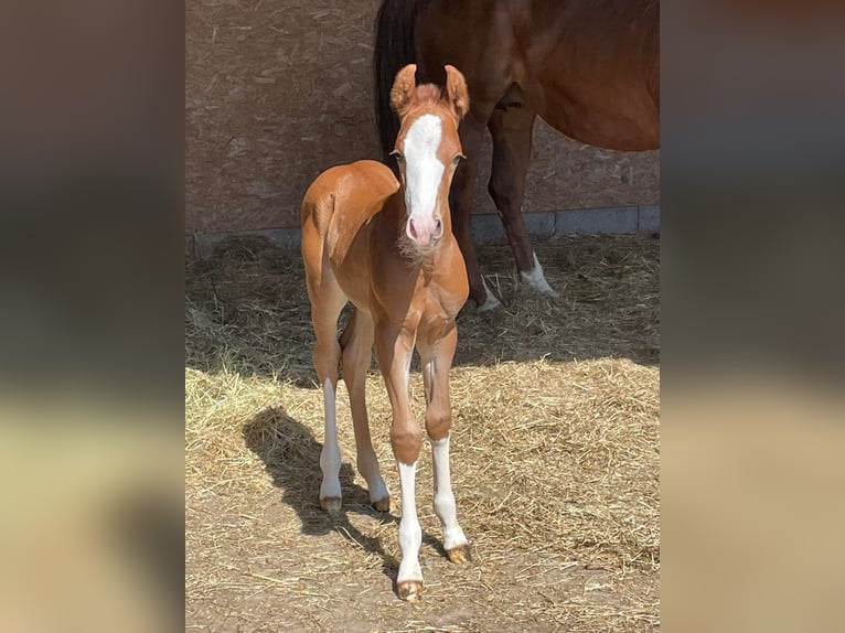 Caballo cuarto de milla Semental 2 años Alazán in Deggenhausertal