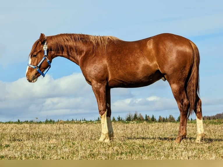 Caballo cuarto de milla Semental 2 años Alazán in Deggenhausertal