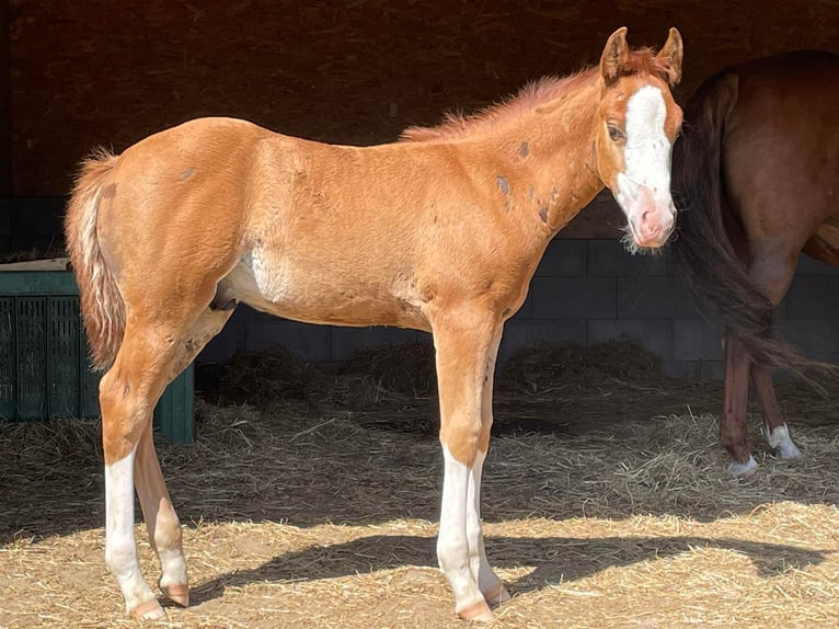 Caballo cuarto de milla Semental 2 años Alazán in Deggenhausertal