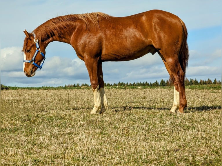 Caballo cuarto de milla Semental 2 años Alazán in Deggenhausertal