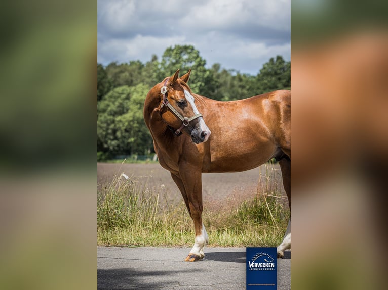 Caballo cuarto de milla Semental 2 años Alazán in Oud-Turnhout