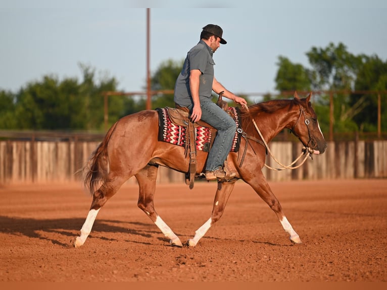 Caballo cuarto de milla Semental 2 años Alazán rojizo in Waco