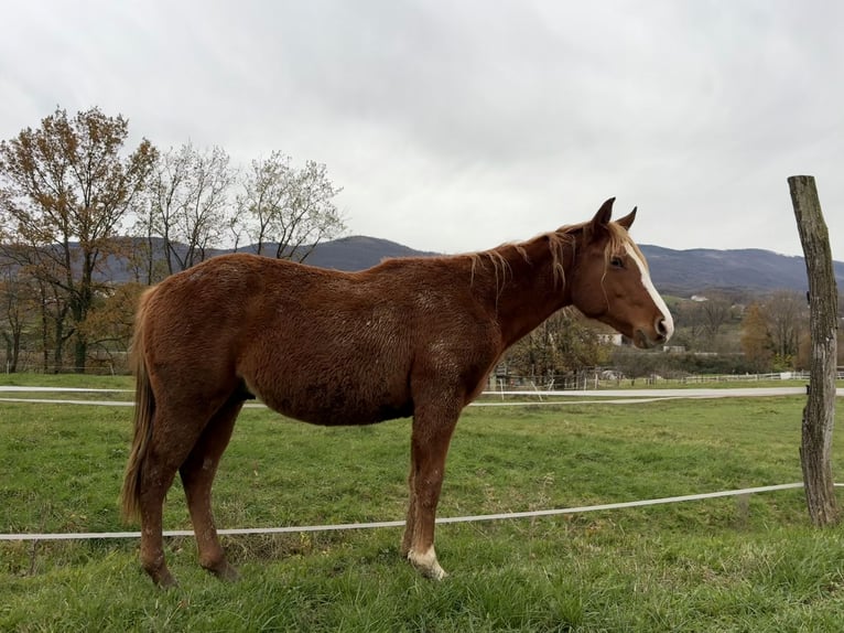 Caballo cuarto de milla Semental 2 años Alazán rojizo in Nova Gorica