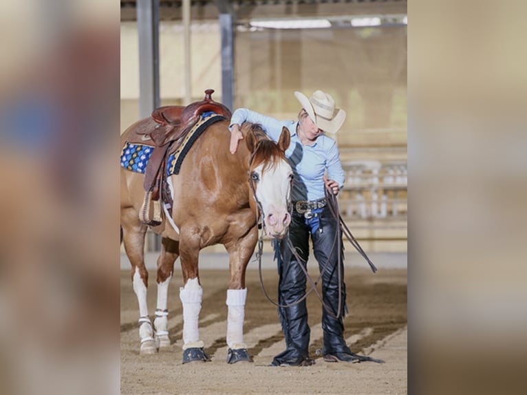 Caballo cuarto de milla Semental 2 años Alazán rojizo in Nova Gorica