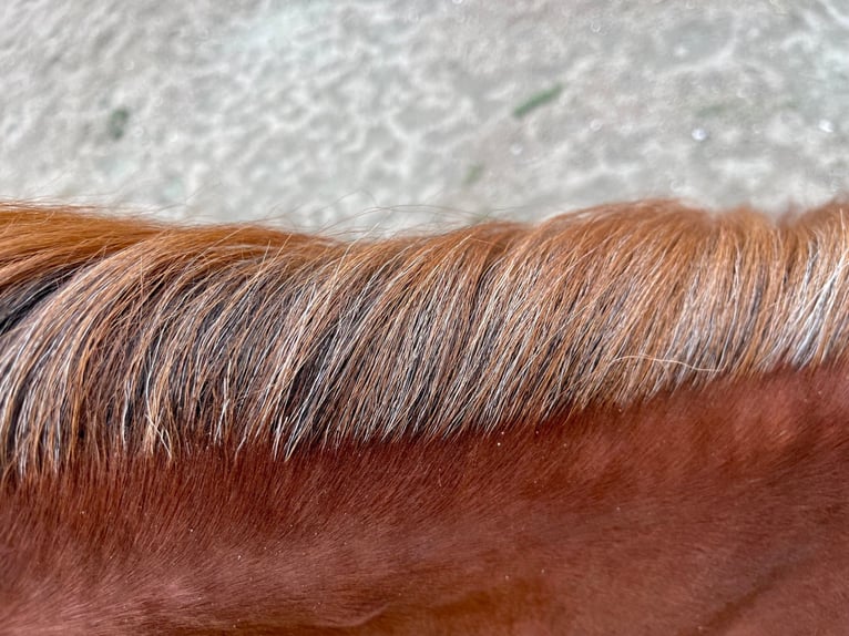 Caballo cuarto de milla Semental 2 años Alazán in Rheinfelden