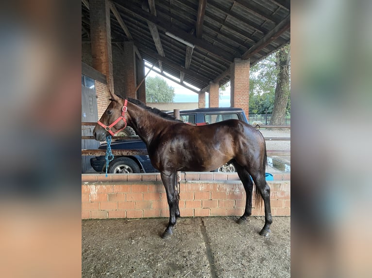 Caballo cuarto de milla Semental 2 años Castaño oscuro in Pavia