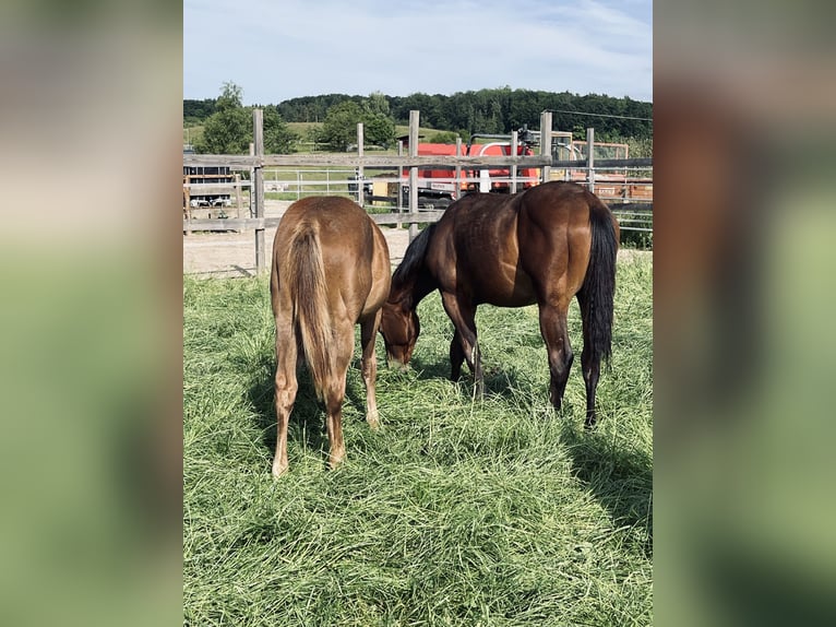Caballo cuarto de milla Semental 2 años Castaño oscuro in Rheinfelden