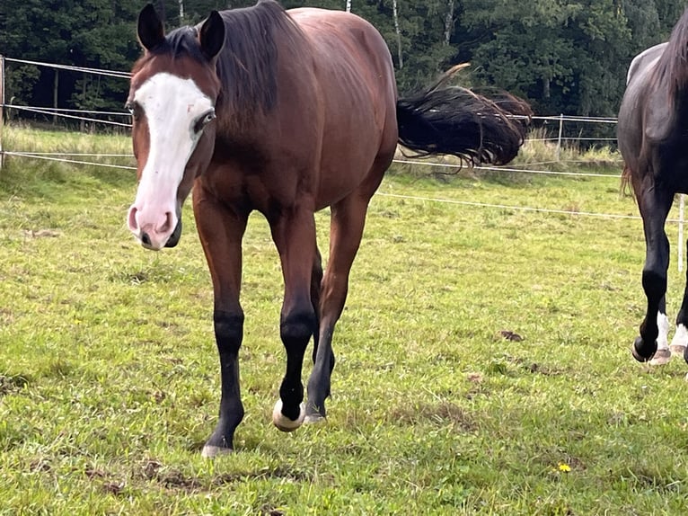 Caballo cuarto de milla Semental 2 años Castaño in Kemnath