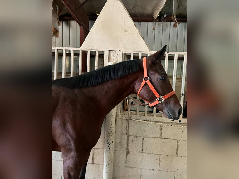 Caballo cuarto de milla Semental 2 años Castaño rojizo in Royse City