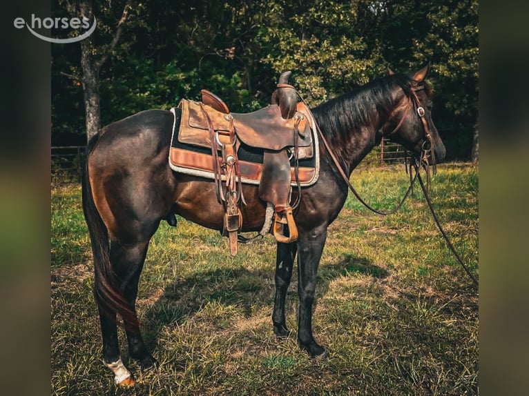 Caballo cuarto de milla Semental 2 años Castaño rojizo in Fleetwood
