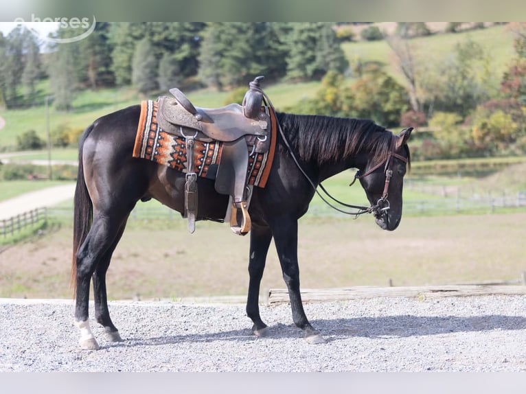 Caballo cuarto de milla Semental 2 años Castaño rojizo in Fleetwood