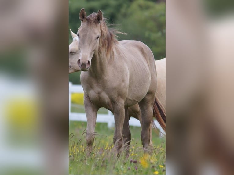 Caballo cuarto de milla Semental 2 años Champán in Frankfurt