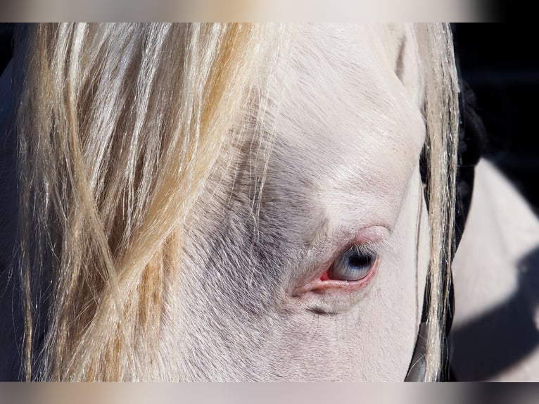 Caballo cuarto de milla Semental 2 años Cremello in CAUMONT