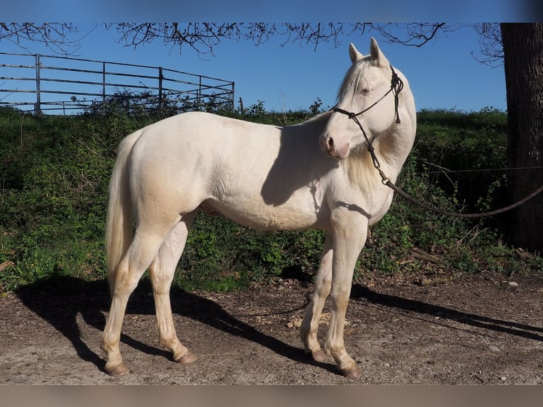 Caballo cuarto de milla Semental 2 años Cremello in CAUMONT