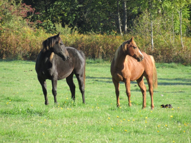 Caballo cuarto de milla Semental 2 años Morcillo in Ferrieres Sur Sichon