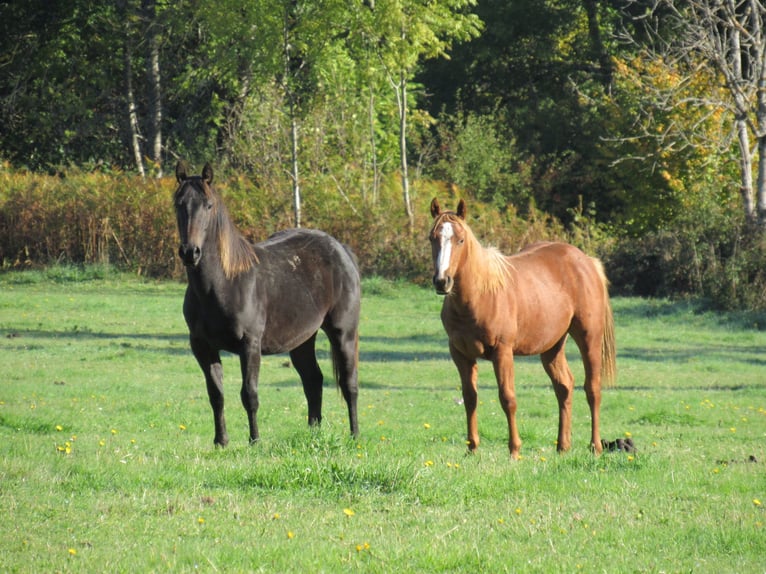 Caballo cuarto de milla Semental 2 años Morcillo in Ferrieres Sur Sichon