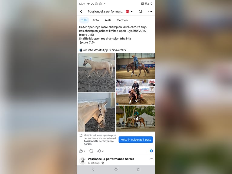 Caballo cuarto de milla Semental 2 años Palomino in Buzzoletto