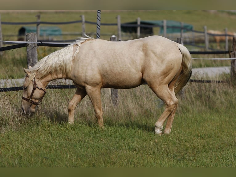 Caballo cuarto de milla Semental 2 años Palomino in Bell