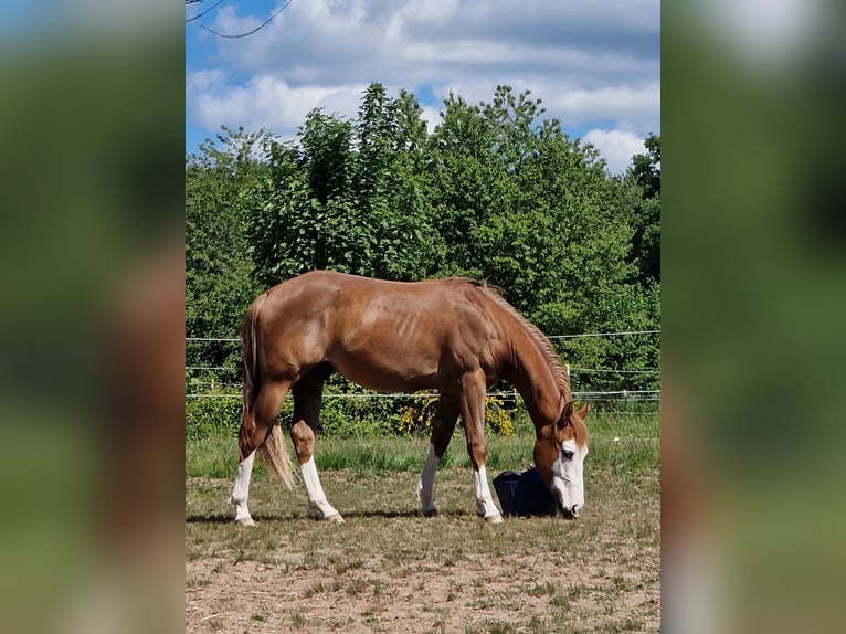 Caballo cuarto de milla Semental 2 años in Eberbach