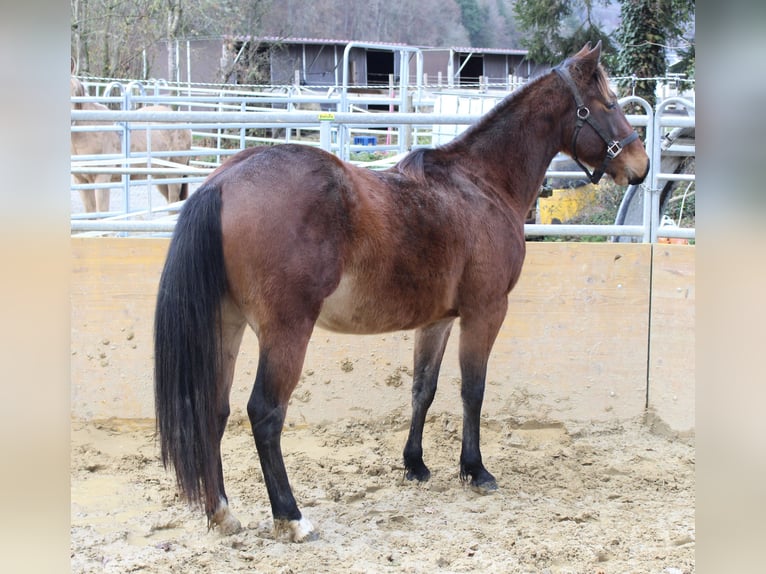 Caballo cuarto de milla Semental 3 años 140 cm Castaño in Waldshut-Tiengen