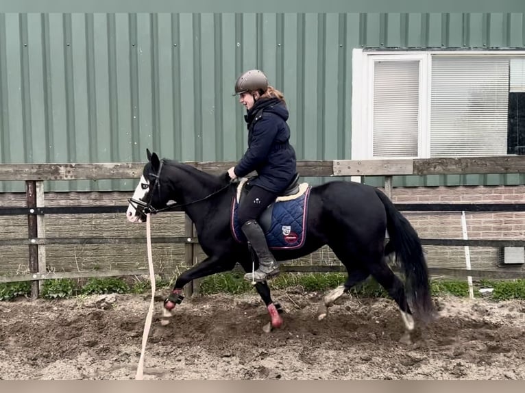 Caballo cuarto de milla Semental 3 años 140 cm Negro in Barneveld