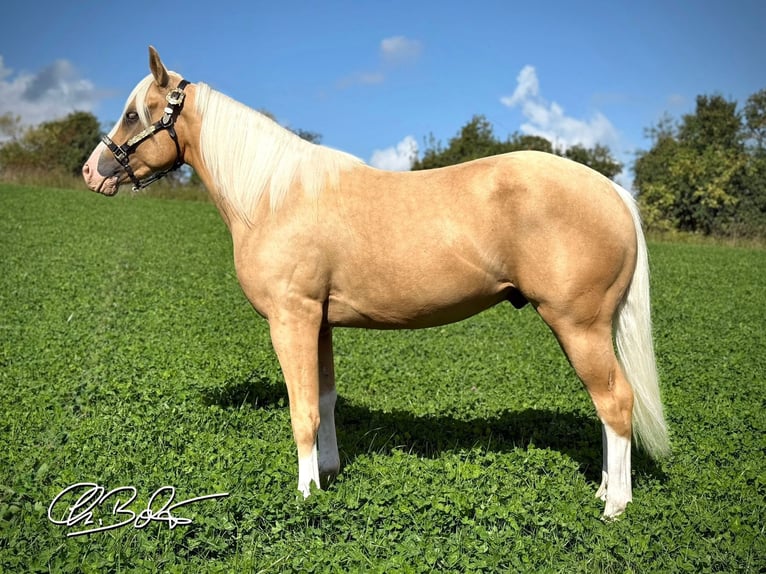 Caballo cuarto de milla Semental 3 años 141 cm Palomino in Liebenau