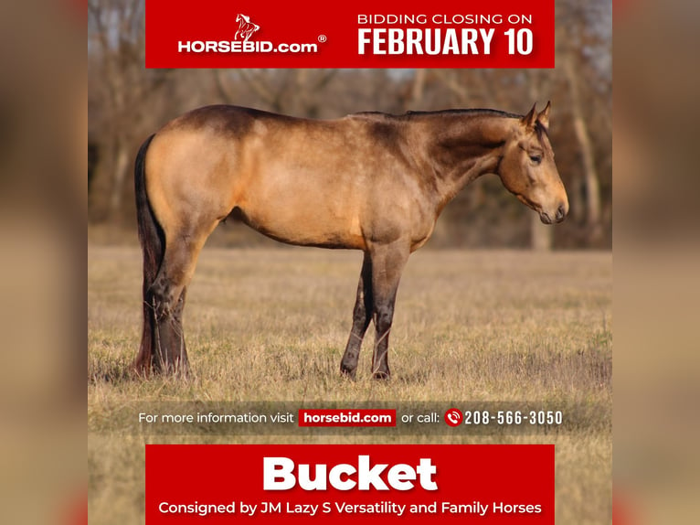 Caballo cuarto de milla Semental 3 años 147 cm Buckskin/Bayo in Baxter Springs, KS