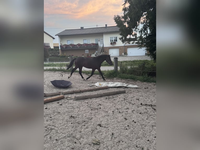 Caballo cuarto de milla Mestizo Semental 3 años 147 cm Castaño in Sankt Willibald