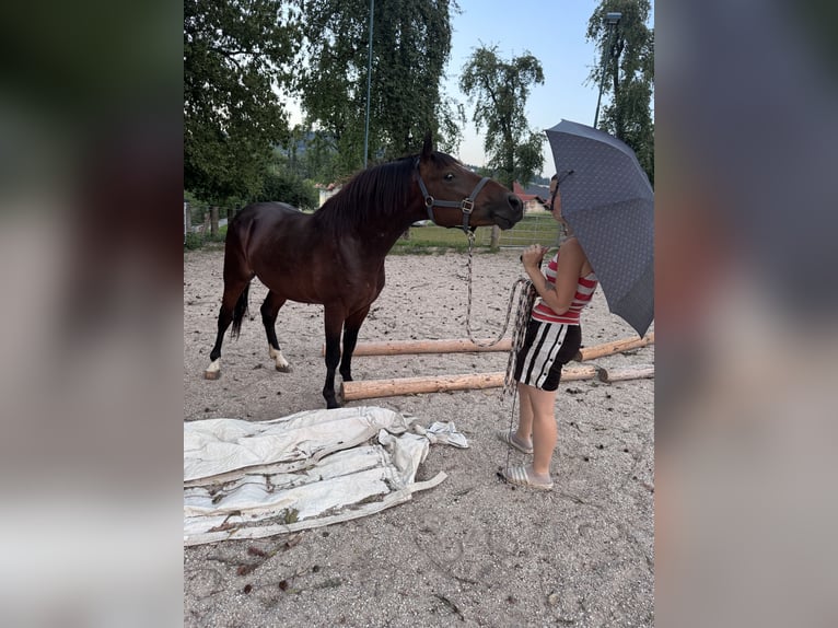 Caballo cuarto de milla Mestizo Semental 3 años 147 cm Castaño in Sankt Willibald