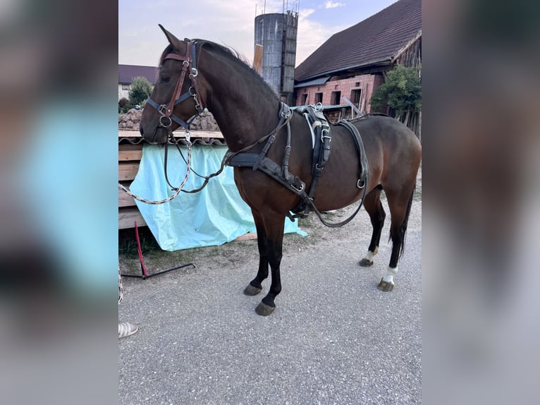 Caballo cuarto de milla Mestizo Semental 3 años 147 cm Castaño in Sankt Willibald