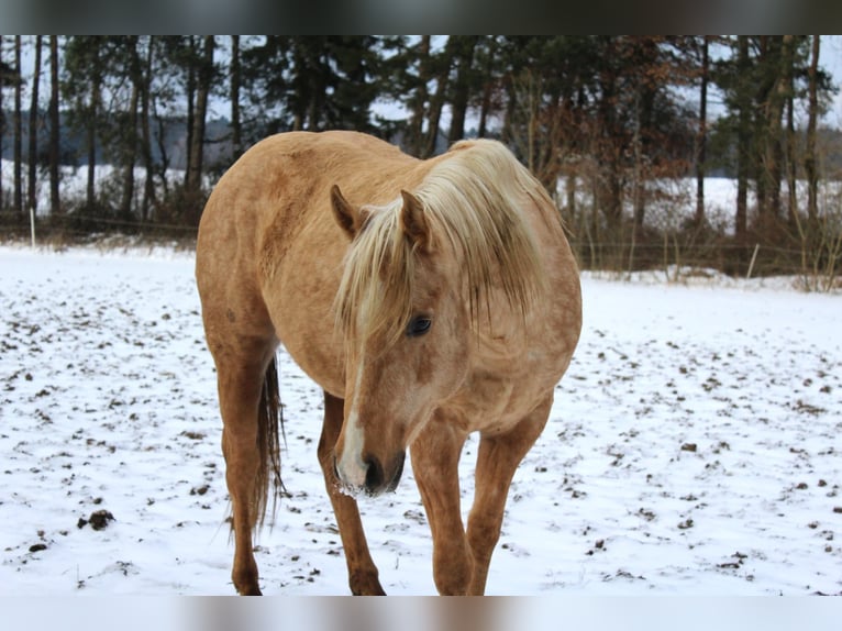 Caballo cuarto de milla Semental 3 años 147 cm Palomino in Offenhausen