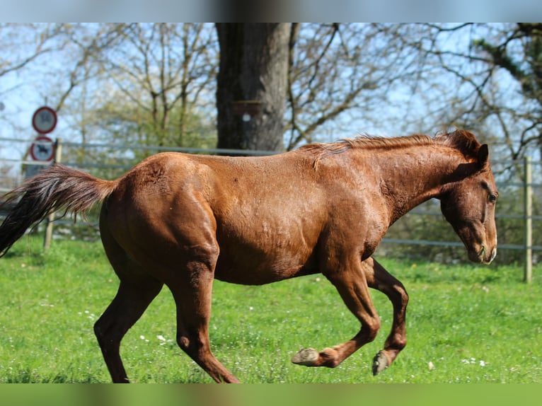 Caballo cuarto de milla Semental 3 años 148 cm Alazán-tostado in Waldshut-Tiengen