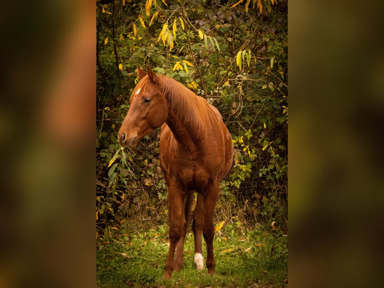 Caballo cuarto de milla Semental 3 años 148 cm Alazán-tostado in Illingen