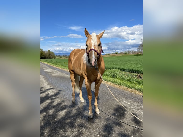 Caballo cuarto de milla Semental 3 años 148 cm Palomino in Kappelen