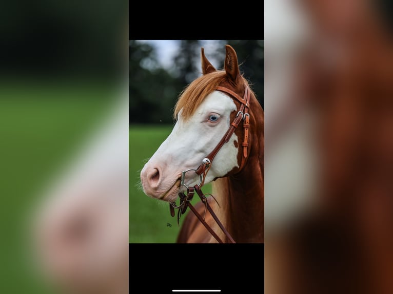 Caballo cuarto de milla Semental 3 años 150 cm Alazán in Winzer