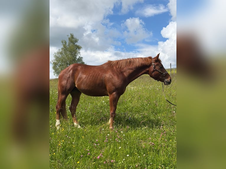 Caballo cuarto de milla Semental 3 años 152 cm Alazán in Rheinfelden