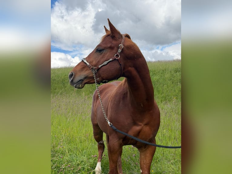 Caballo cuarto de milla Semental 3 años 152 cm Alazán in Rheinfelden