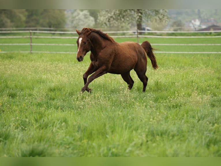 Caballo cuarto de milla Semental 3 años 152 cm Alazán-tostado in Waldshut-Tiengen