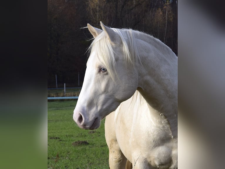 Caballo cuarto de milla Semental 3 años 152 cm Cremello in Łagów