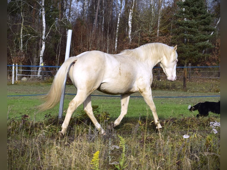 Caballo cuarto de milla Semental 3 años 152 cm Cremello in Łagów