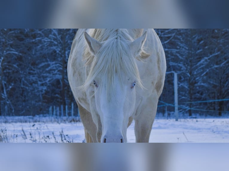 Caballo cuarto de milla Semental 3 años 152 cm Cremello in Łagów