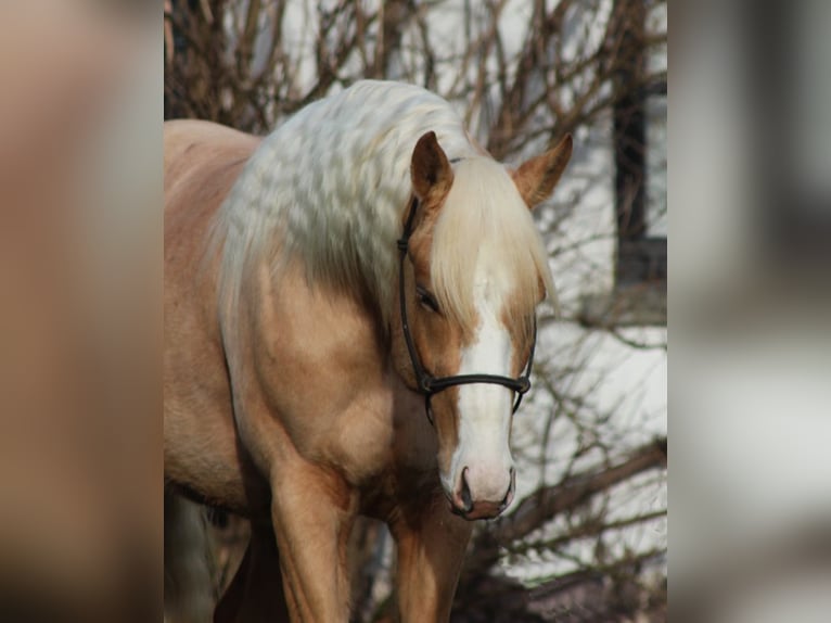 Caballo cuarto de milla Semental 3 años 152 cm Palomino in Laubach