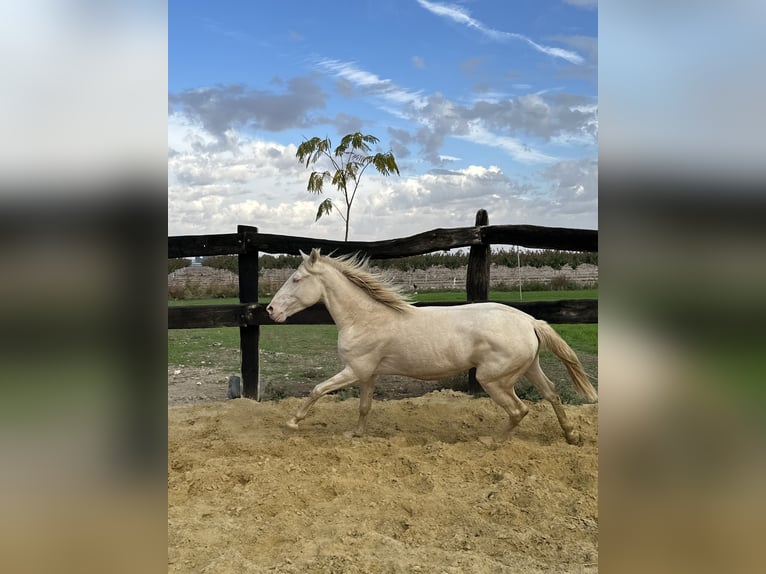 Caballo cuarto de milla Semental 3 años 155 cm Cremello in Albacete