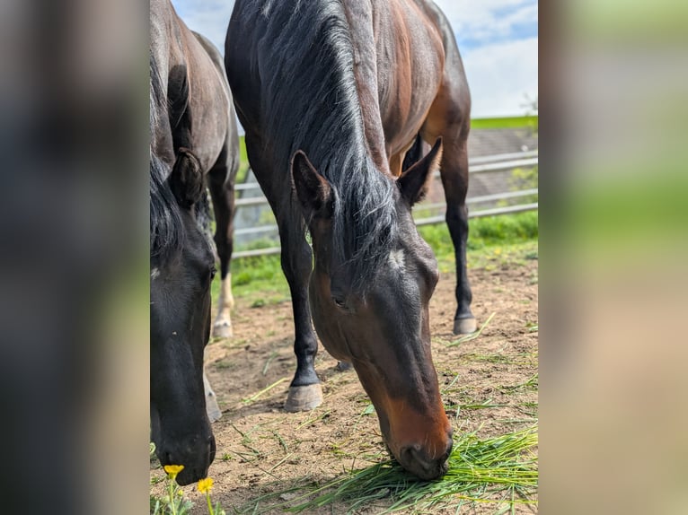 Caballo cuarto de milla Semental 3 años 160 cm Castaño oscuro in Herren Sulzbach