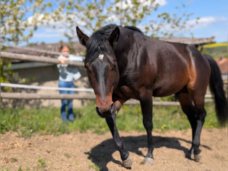 Caballo cuarto de milla Semental 3 años 160 cm Castaño oscuro in Herren Sulzbach